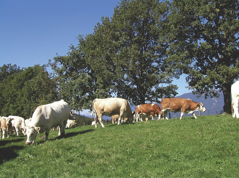 Saftige Wiesen, glückliche Tiere – so wünschen sich die meisten Konsumenten die Fleischproduktion. Für die neue AMA-Chefin Christina Mutenthaler-Sipek  gehören die Faktoren Tierwohl und Nachhaltigkeit deshalb auch zu den wichtigsten Punkten auf ihrer Agenda.