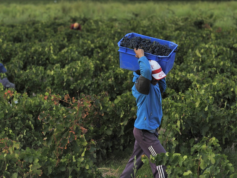 Grapes harvested at Mendoza, Argentina