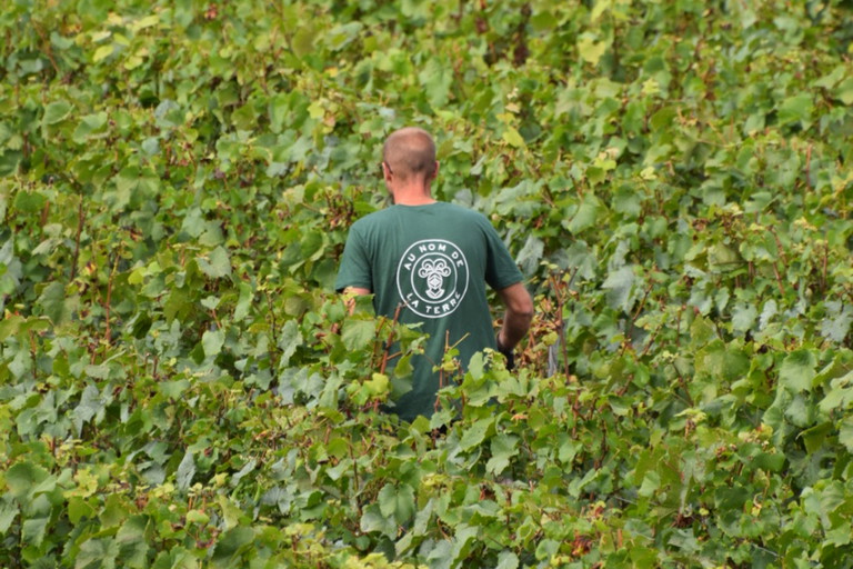 Harvest at Telmont