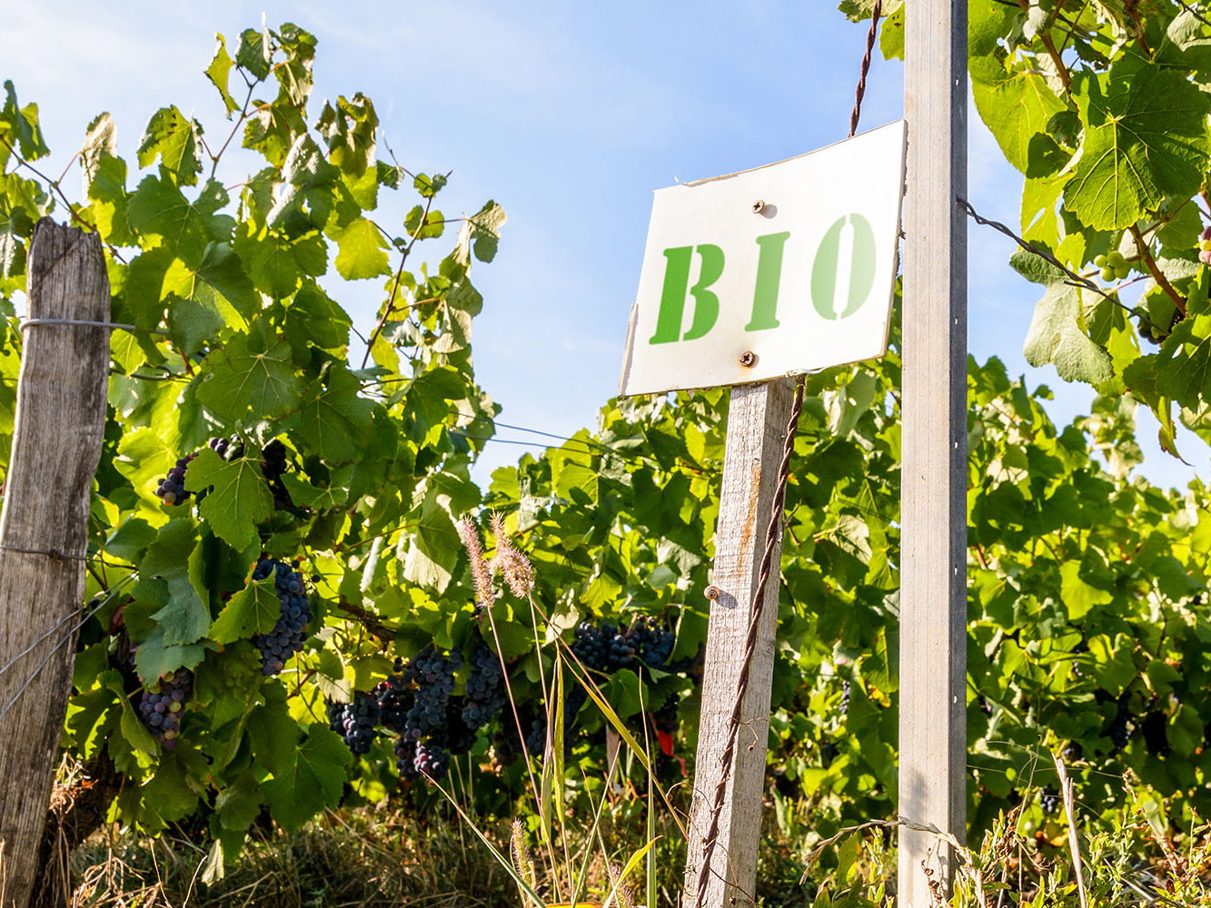 In manchen Weinbauregionen in Deutschland beträgt der Anteil von biozertifizierten Winzern bereits rund 20 Prozent.