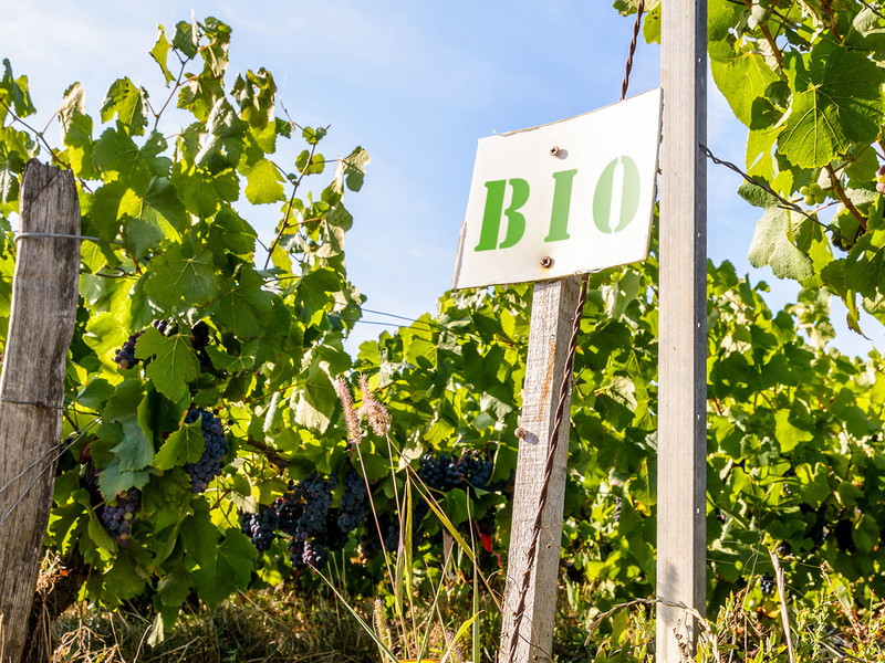 In manchen Weinbauregionen in Deutschland beträgt der Anteil von biozertifizierten Winzern bereits rund 20 Prozent.