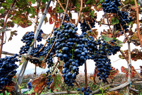 Reife Piedirosso-Trauben bei Cantine del Mare.