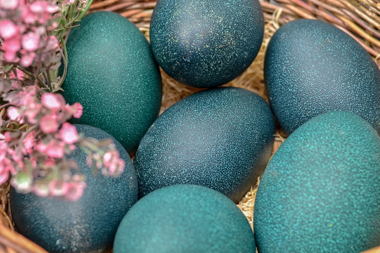 Ein außergewöhnlich großer Hingucker im Osternest.  