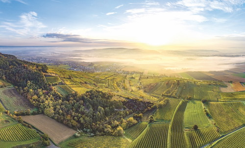 Die besten Weingärten im Traisental befinden sich in Hanglage...