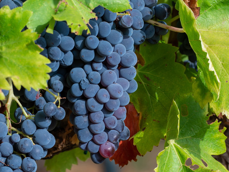 Syrah grapes