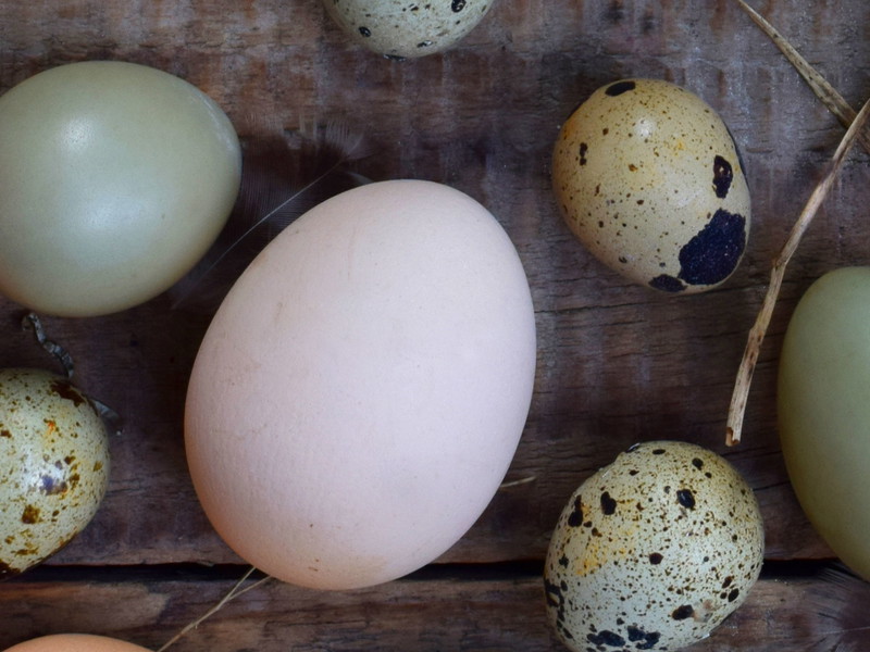 Das farbenfrohe Osternest.