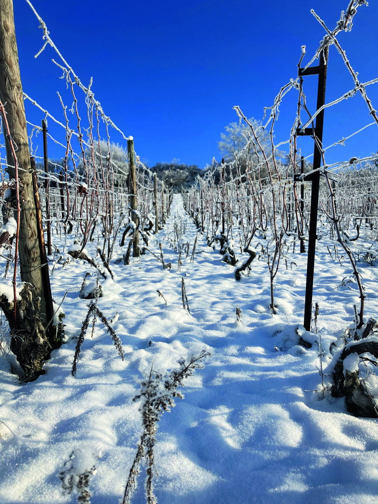Winterruhe in den Weinbergen von Konni &amp; Evi. 