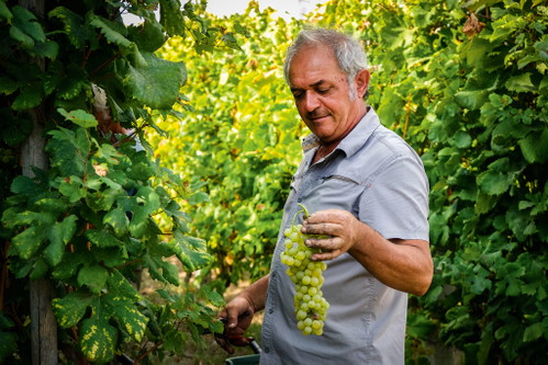 Auf dem Weingut 
La Sibille werden die reifen Falanghina-Trauben gelesen. 