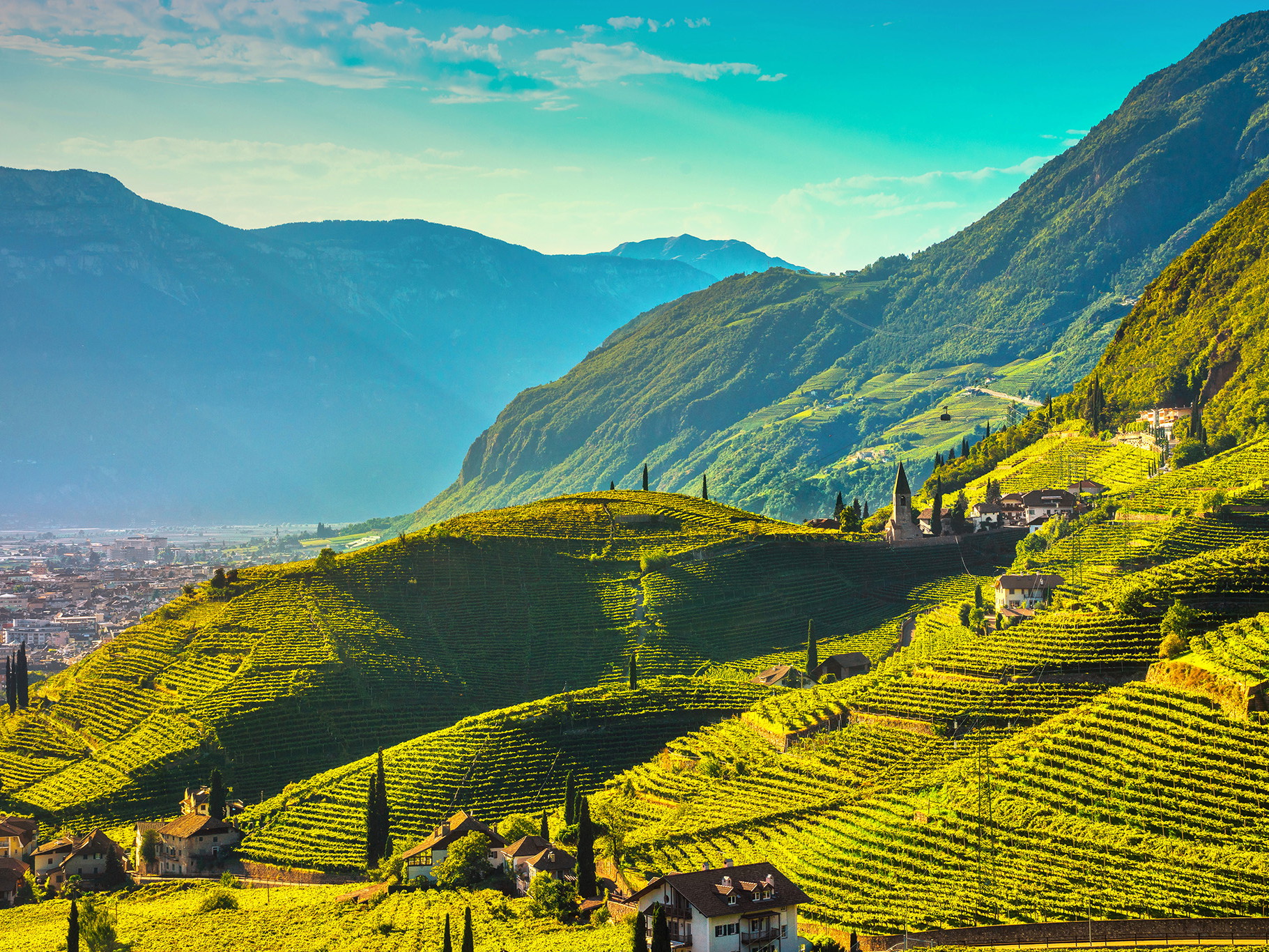 Vineyards near Santa Maddalena, Bolzano.