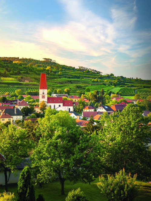Die Konglomeratböden am Westrand des Traisentals verleihen den Weißweinen eine prägnante mineralische Finesse und Rückgrat.