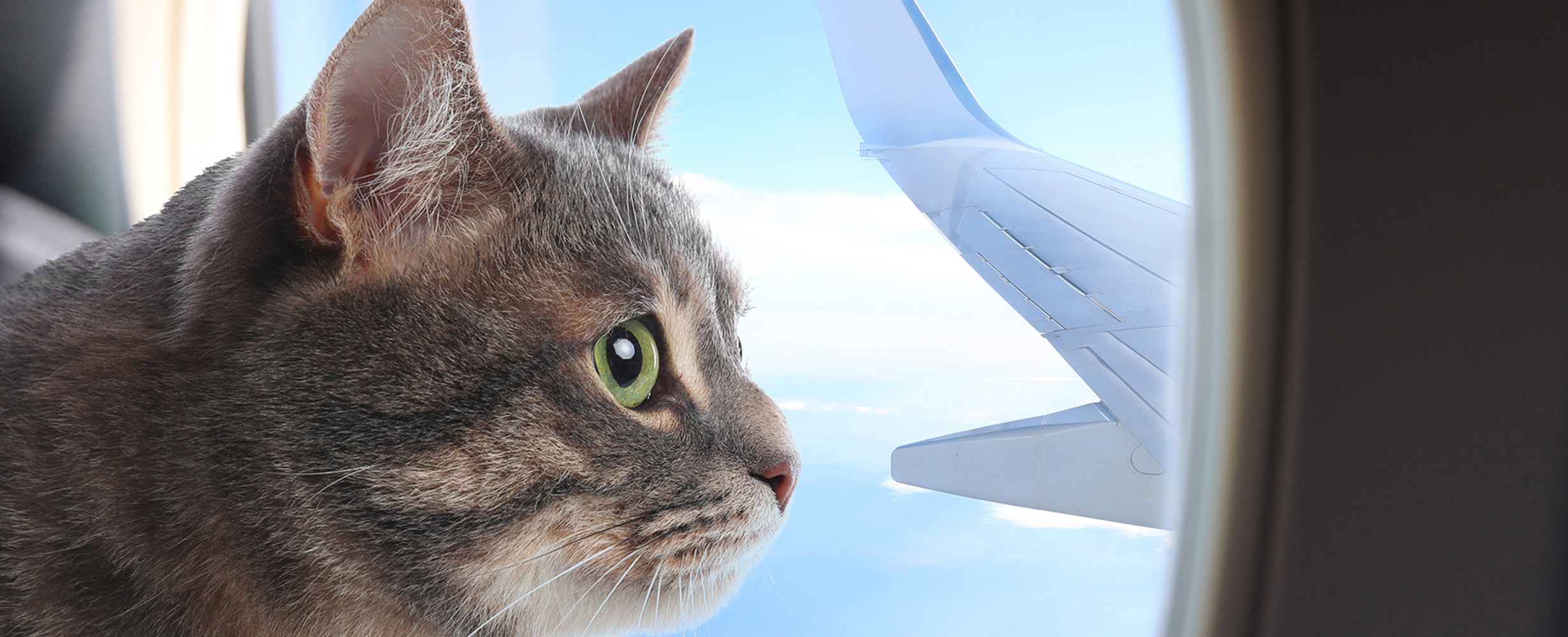 The curious case of the cat on a plane - Falstaff