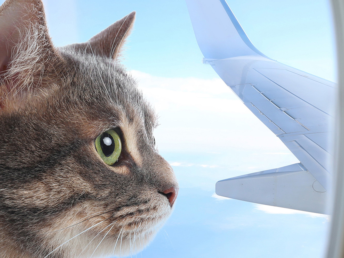 Cat on a plane