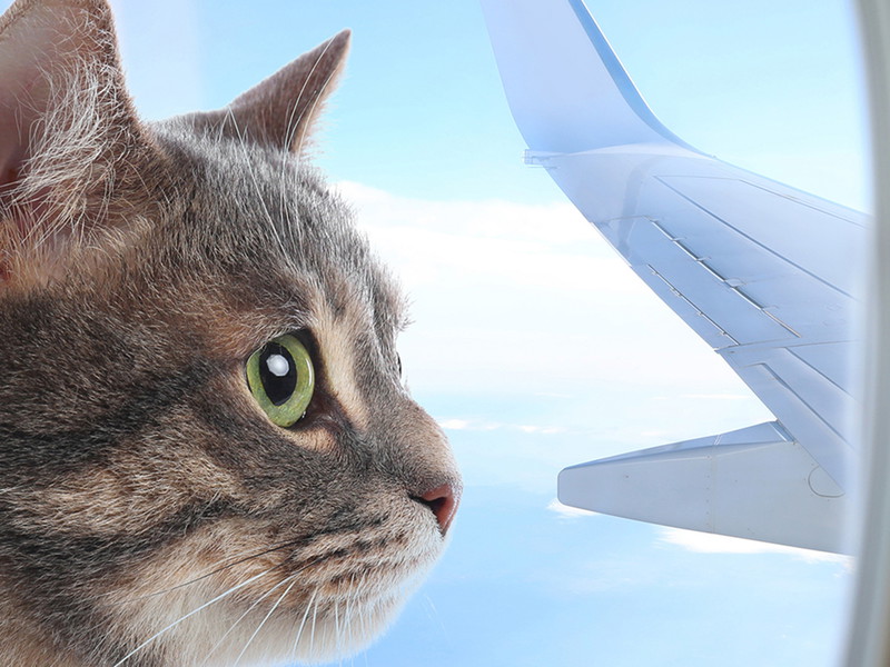 Cat on a plane