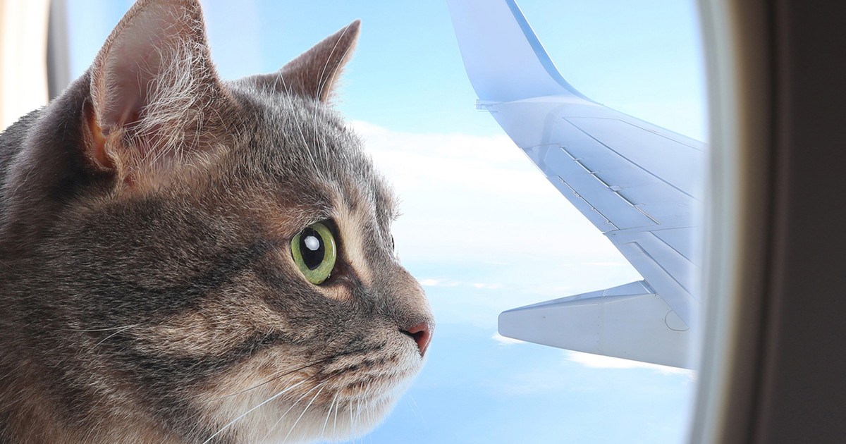 Mislaying The curious case of the cat on a plane - Falstaff