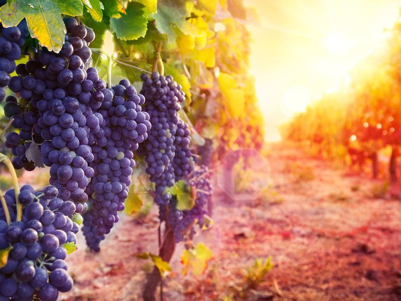 The origins of wine date back 11,000 years
