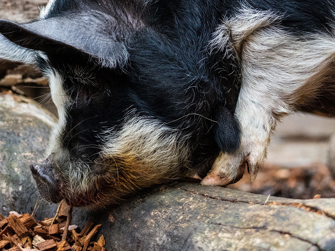 Die Schweine sollen sich in den Weinbergen der Champagne tummeln, um sie von Unkraut zu befreien.