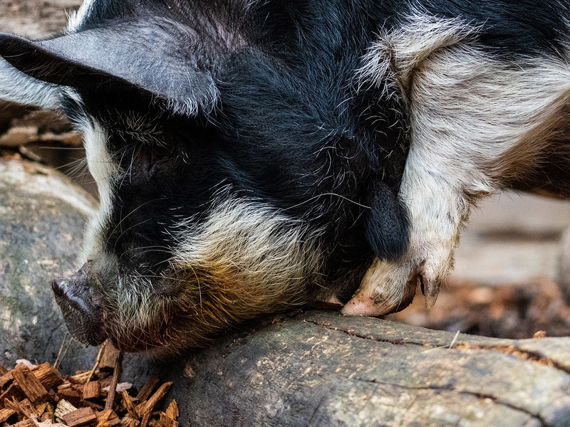 Die Schweine sollen sich in den Weinbergen der Champagne tummeln, um sie von Unkraut zu befreien.