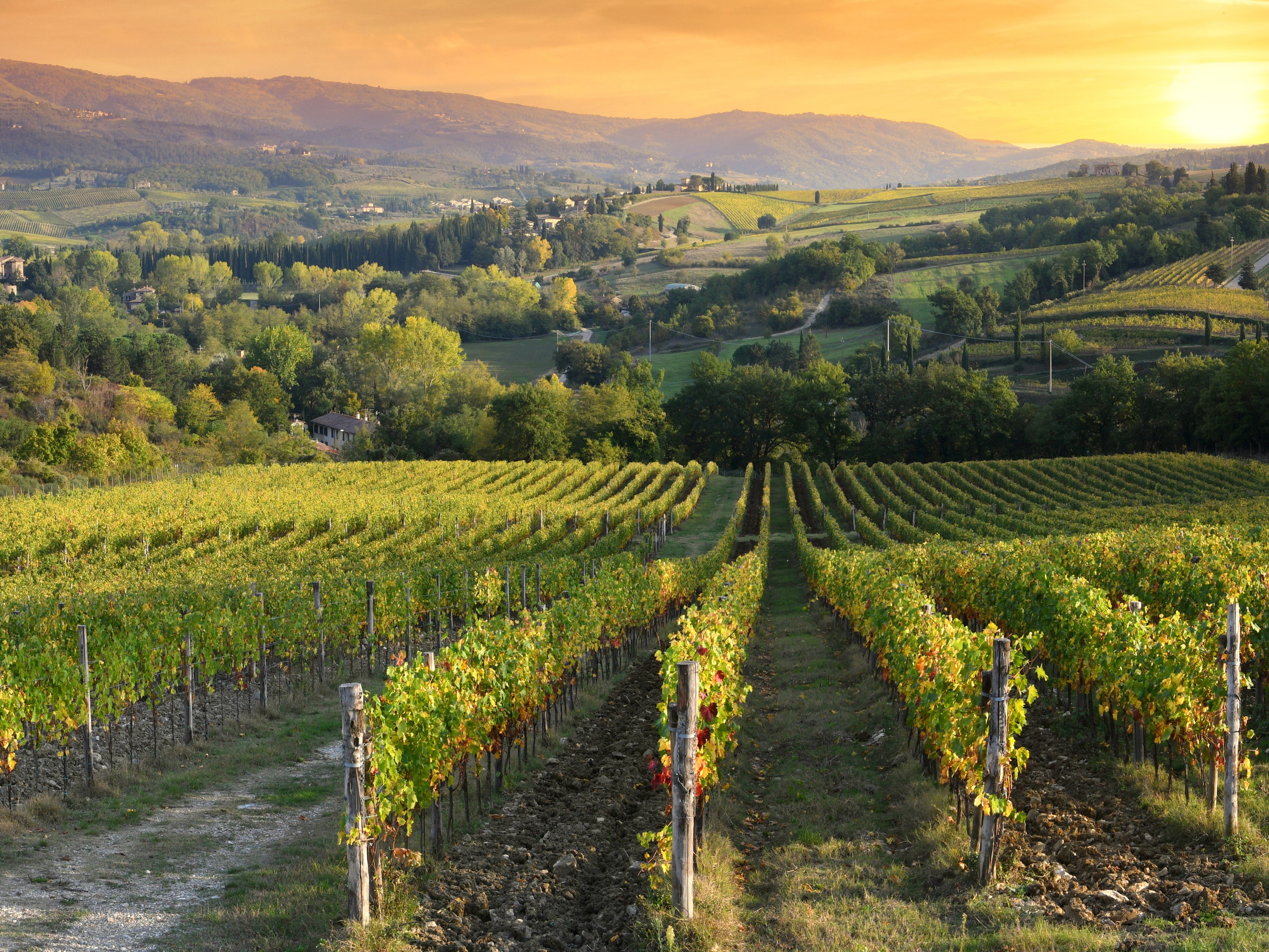 Frankreich zahlt den Winzern eine Prämie zum Herausreißen der Reben.