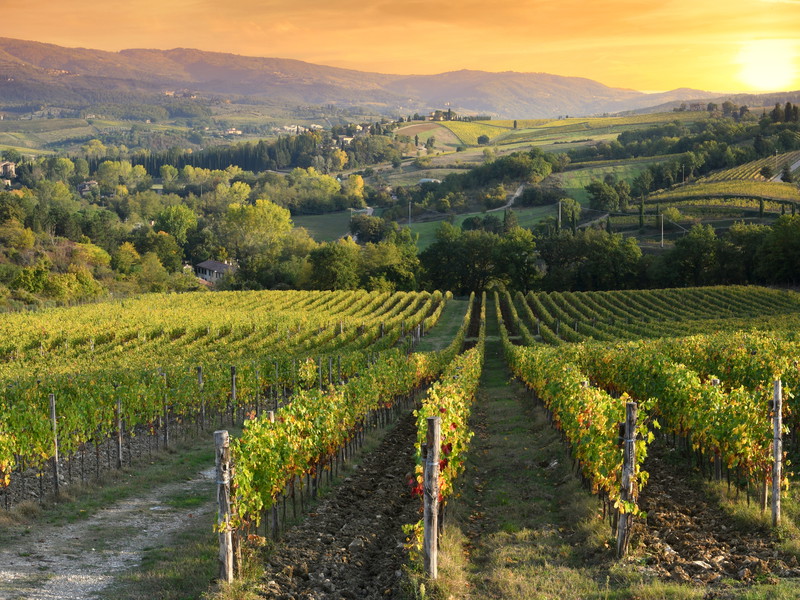 Frankreich zahlt den Winzern eine Prämie zum Herausreißen der Reben.