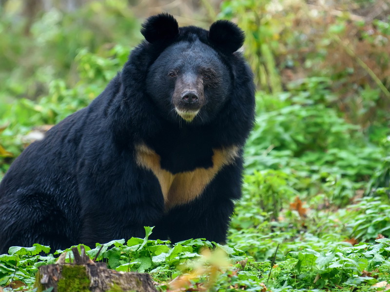 Asian black bear