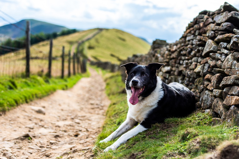 Working dog in the Derbyshire Peak District National Park.