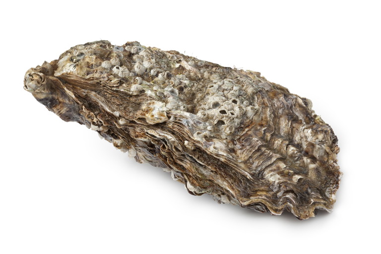 Pacific oyster (Crassostrea gigas)