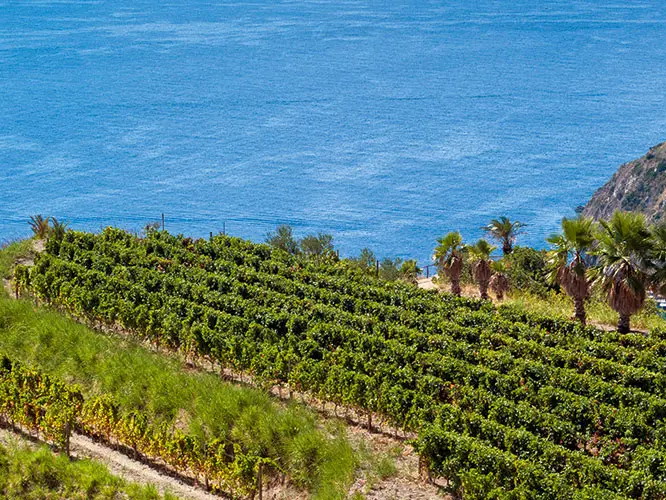 Winegrowing has a long tradition at Ischia