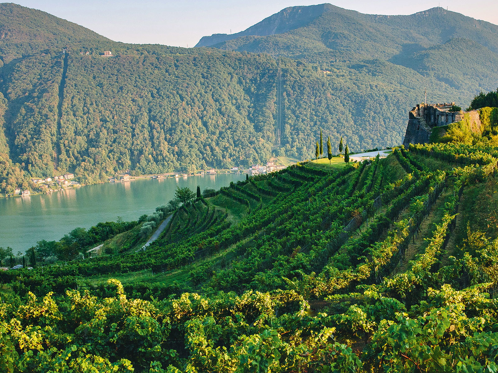 Das breite Sortiment von Gialdi Vini umfasst Weine aus fast allen Tessiner Anbaugebieten.