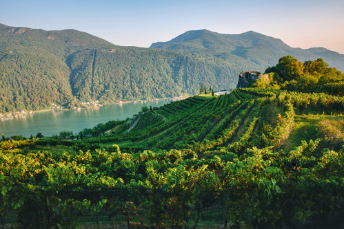 Die spektakulär gelegenen Weinberge der Tenuta Castello di Morcote werden biodynamisch bewirtschaftet.