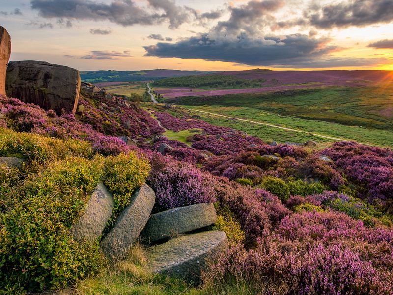 Purple heather in the Peak District