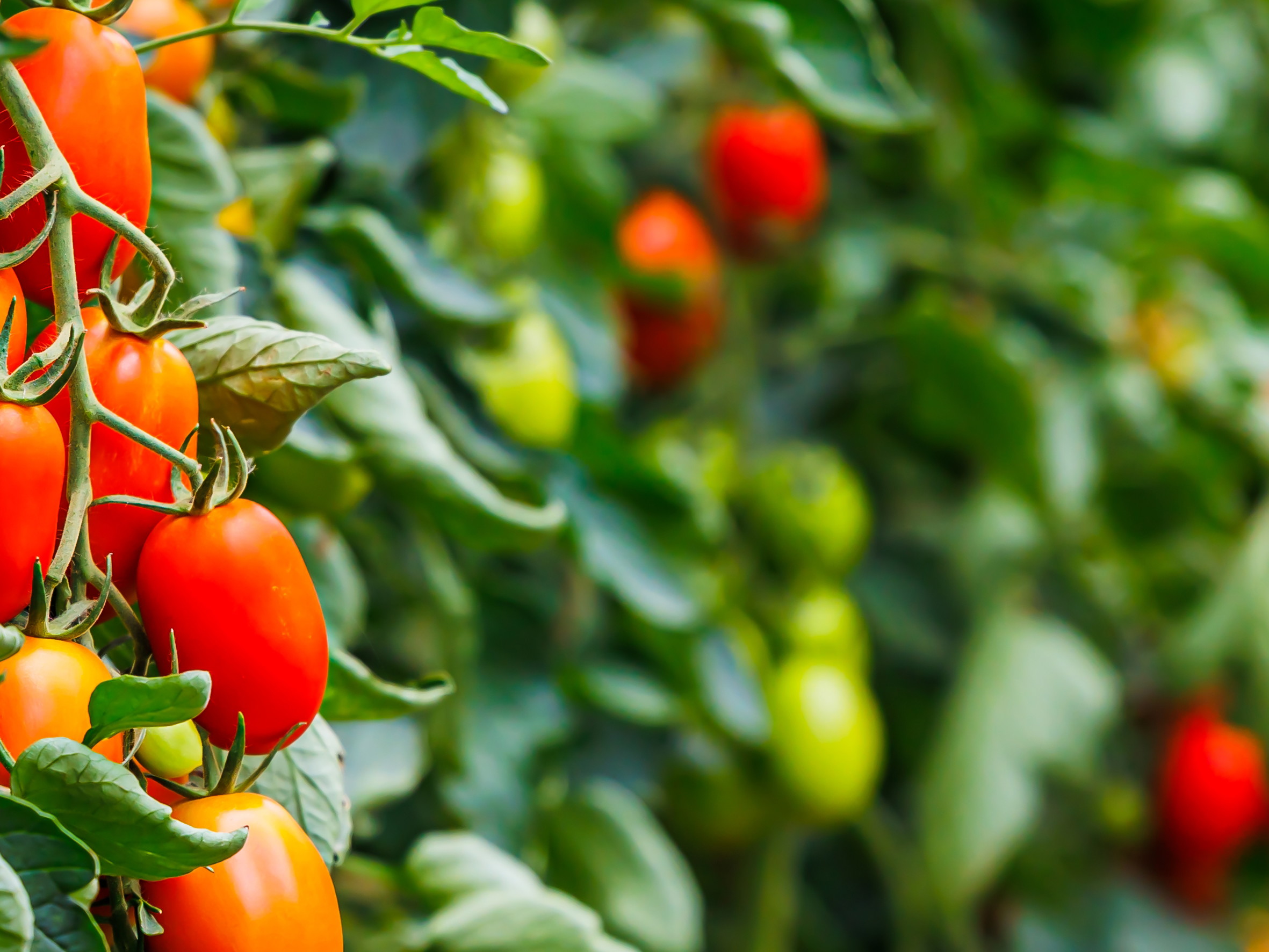 Die Aro­ma­tik Südspaniens ist die Tomate. 