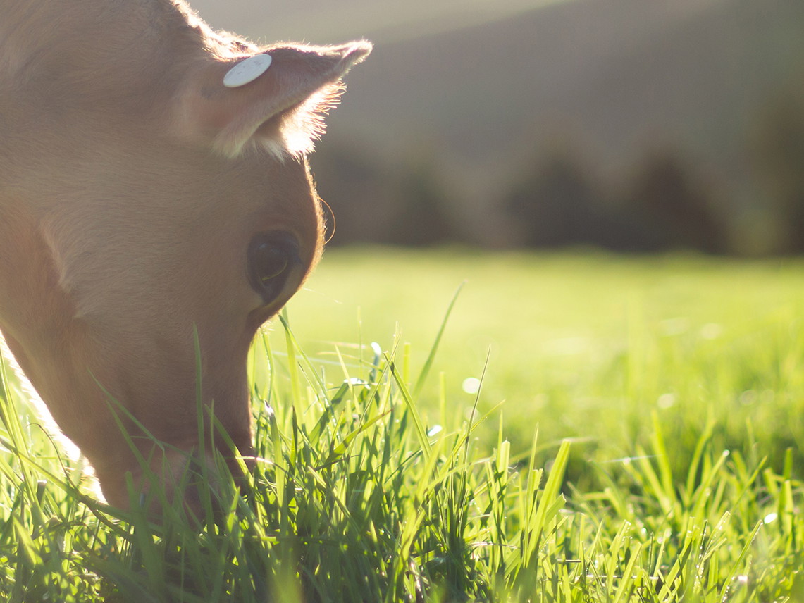 Carbon footprint of New Zealand’s beef meat is among the world’s lowest