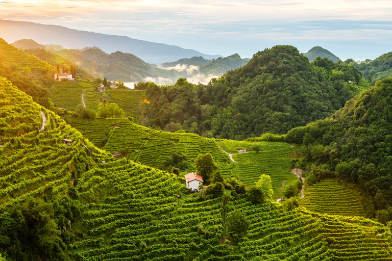 The grapes for the particularly high-quality Conegliano Valdobbiadene Prosecco Superiore DOCG are harvested in the picturesque steep slopes around Valdobbiadene. The Valdo brand is named after the "capital of Prosecco producers".