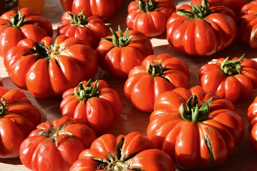 Ochsenherztomaten