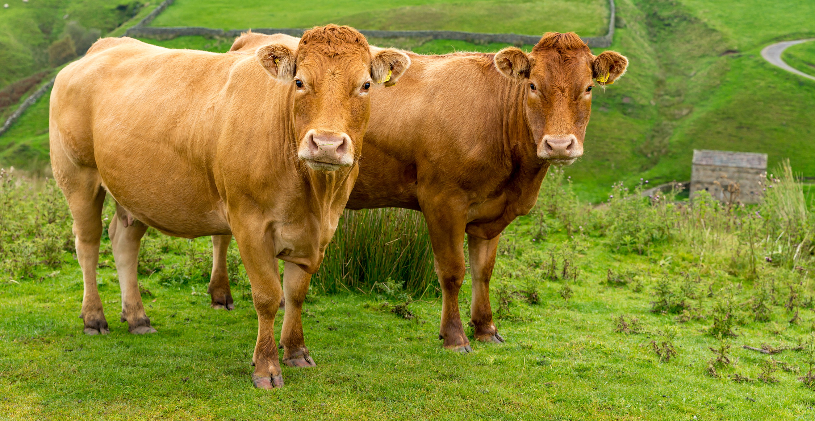 UK Government ready to introduce ‘methane-blockers’ into cattle feed ...