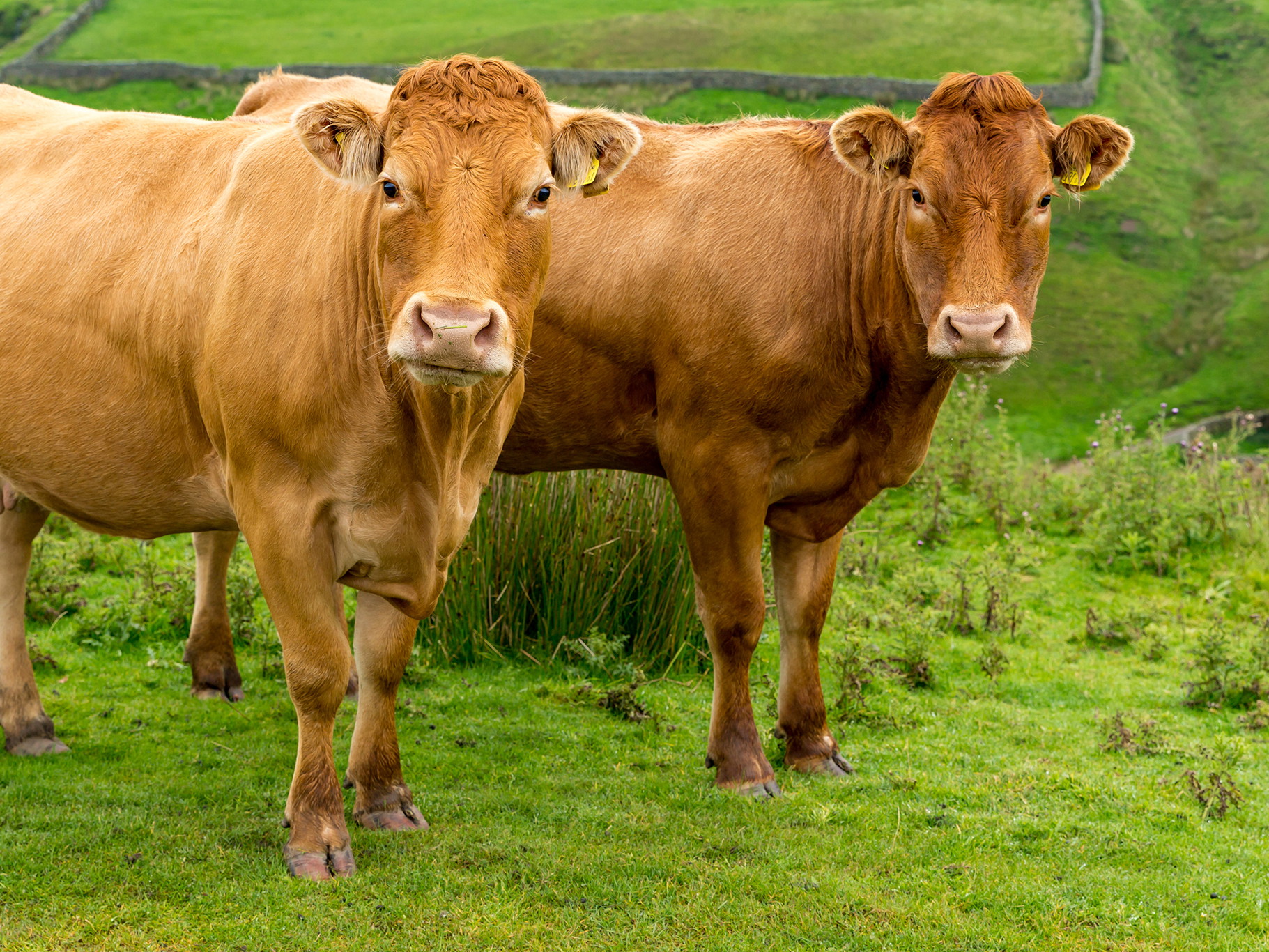 Cows will have to eat methane blockers