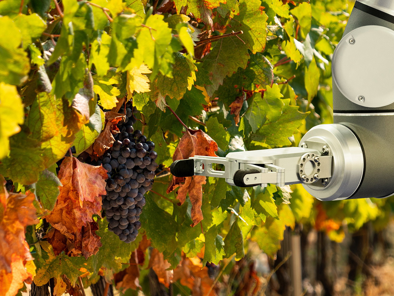 Ein vollautomatischer Roboter im Weinberg bei der Ernte.