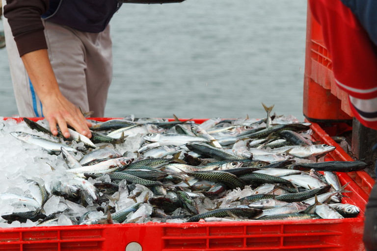 Iberostar wants to source 100 per cent of fish and seafood products from responsible sources.