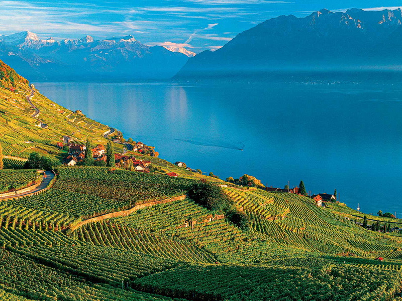 Die Rebberge des Lavaux am Genfersee gehören zu den schönsten Reblandschaften Mitteleuropas. Seit 2007 sind sie anerkannt als UNESCO-Welterbe.