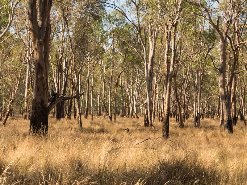 Bushland in Victoria, Australia