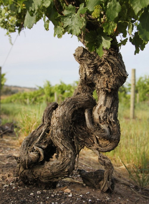 Alte Reben – hier von Château Tanunda im Barossa Valley/Australien – haben oft ein Aussehen wie kleine Baumstämme.