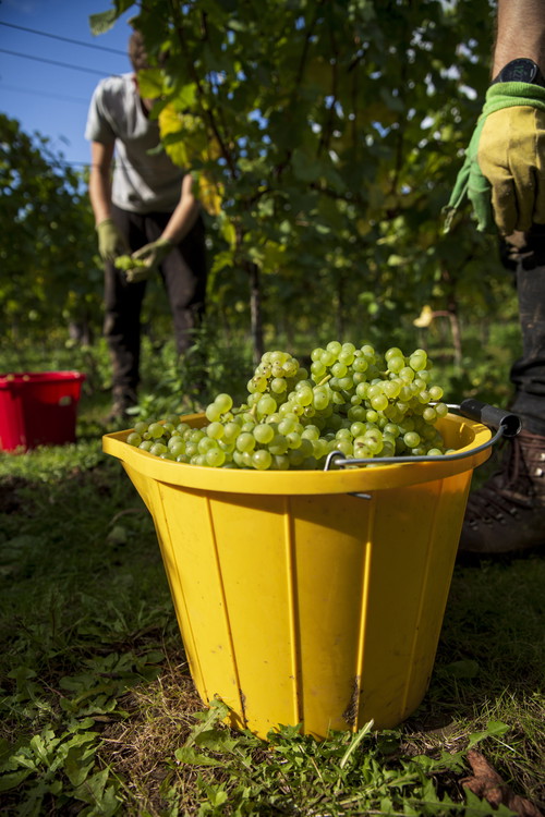 Harvest at Domaine Evremond.