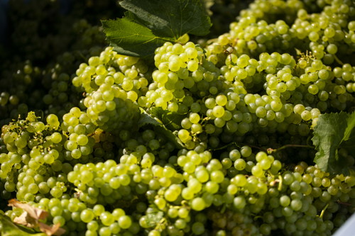 Harvest at Domaine Evremond.