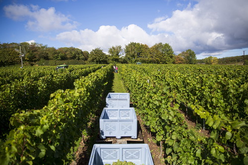 Harvest at Domaine Evremond.