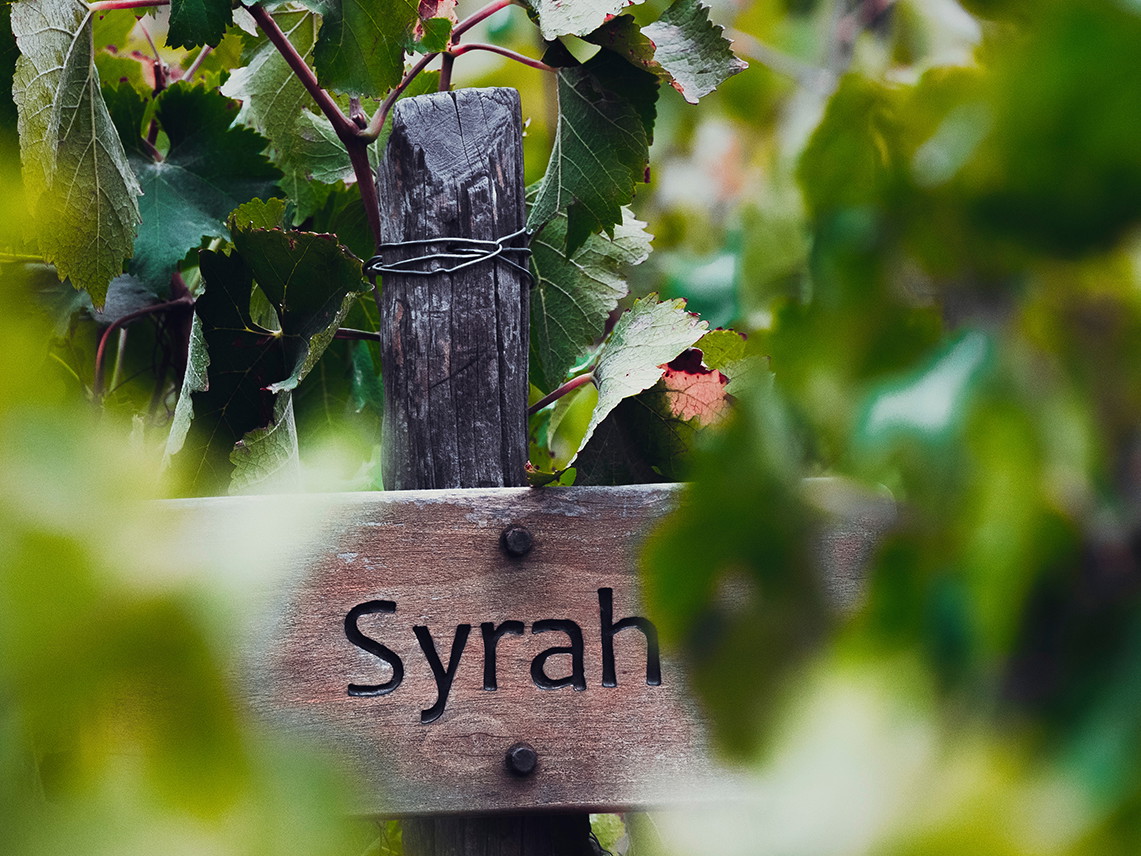 Syrah vineyard in Central Chile