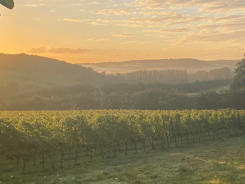 Domaine Evremond at dawn