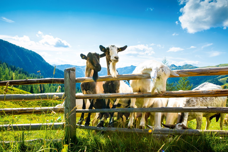 Ziegen auf der Loosbühelalm.
