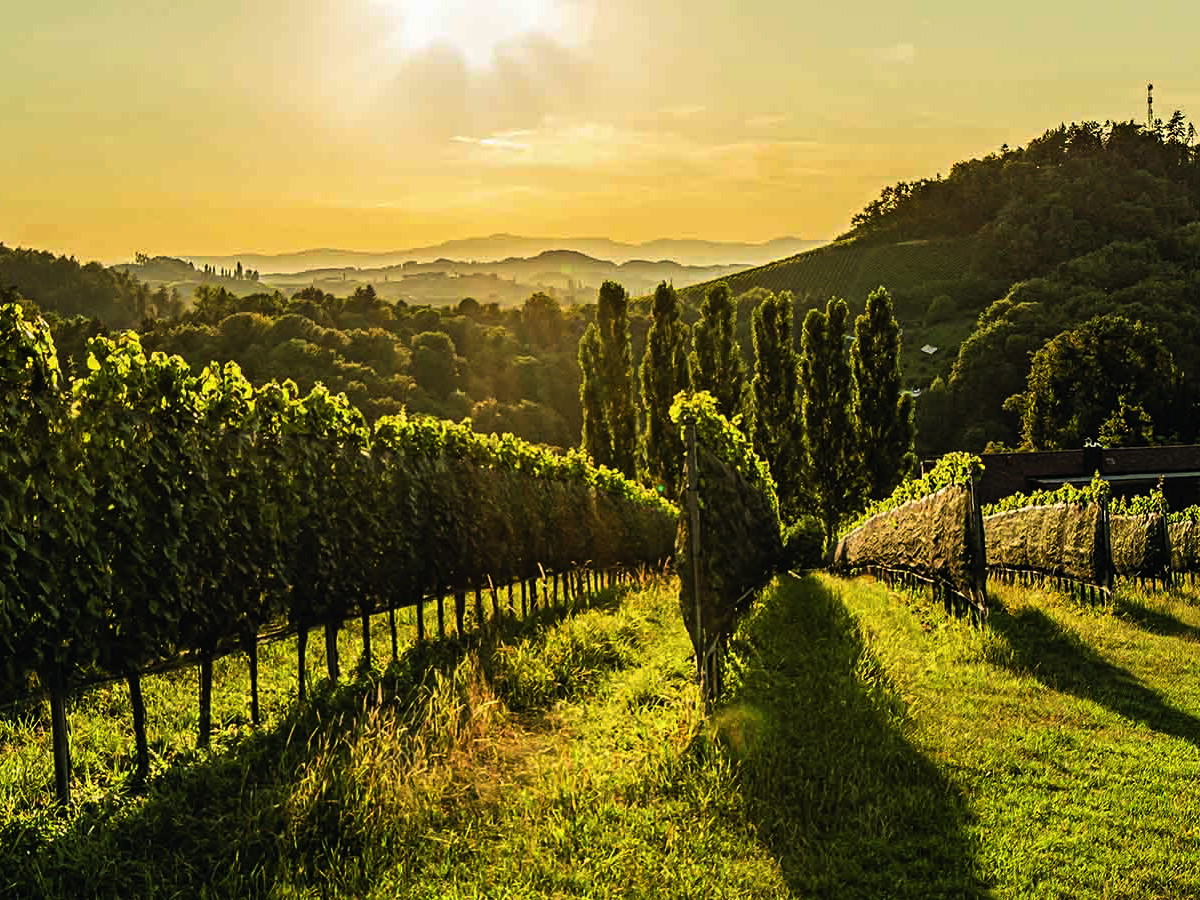 Das Weingut Maitz in der Südsteiermark legt großen Wert auf Qualität, Tradition und Nachhaltigkeit. Hier feiert der Welschriesling als Lagenwein schon  seit einiger Zeit seine Wiederauferstehung.