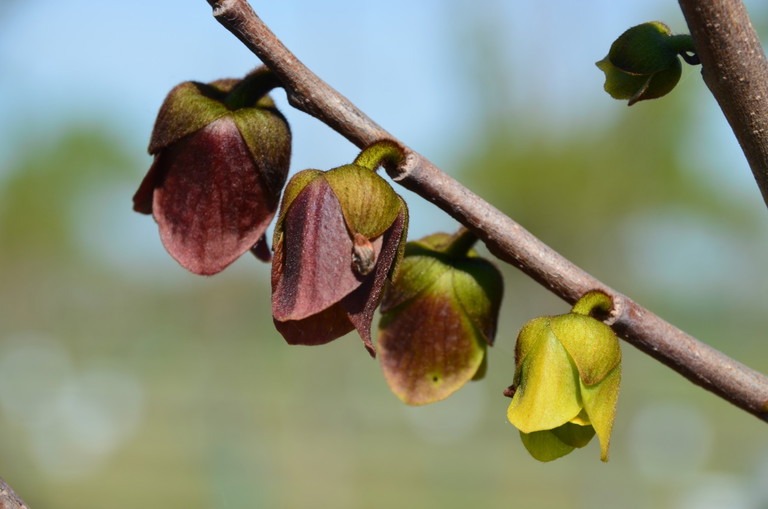Die Pawpaw Blüte. Bestäubt wird sie von verschiedenen Insekten.