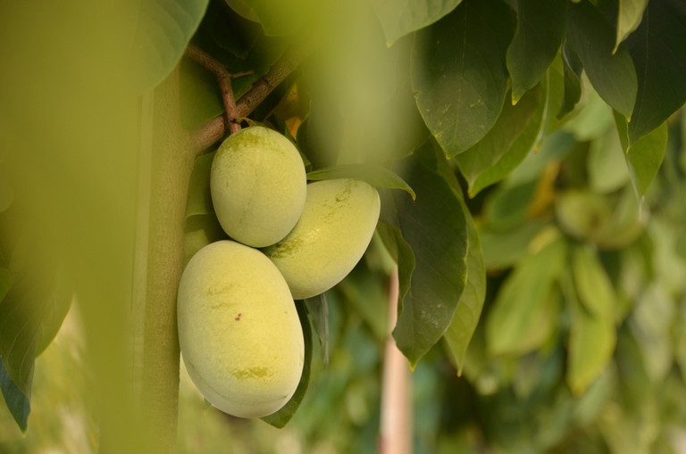 Die Reife der Frucht zu erkennen, erfordert einiges Feingefühl und Erfahrung. Ihre Farbe verändert sie äußerlich nämlich nicht.